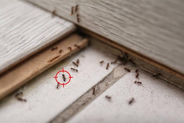 Best Bed Bug Extermination  in Rowlett, TX
