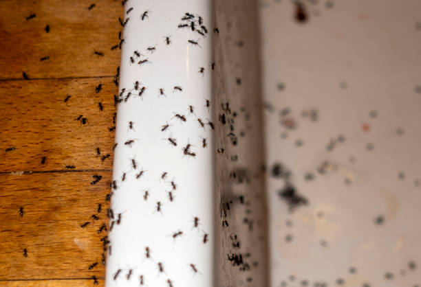 Spider Control Near Me in Rowlett, TX