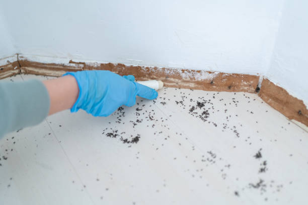 Flea Control Services in Rowlett, TX